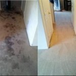 pet odor removal before and after image