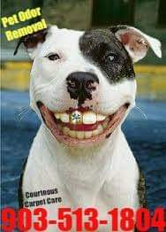 American bulldog smiling with a golden front tooth to catch your attention about Courteous Carpet Care's pet odor removal services offered. 